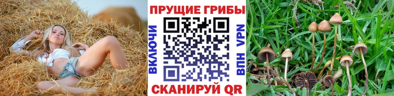сколько стоит  Старая Купавна  Галлюциногенные грибы Psilocybe 